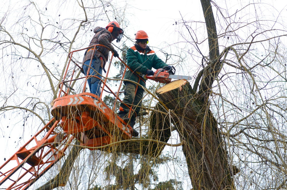 Arborists cut branches of a tree
