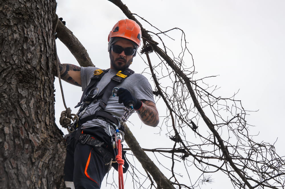 a professional doing a tree removal services